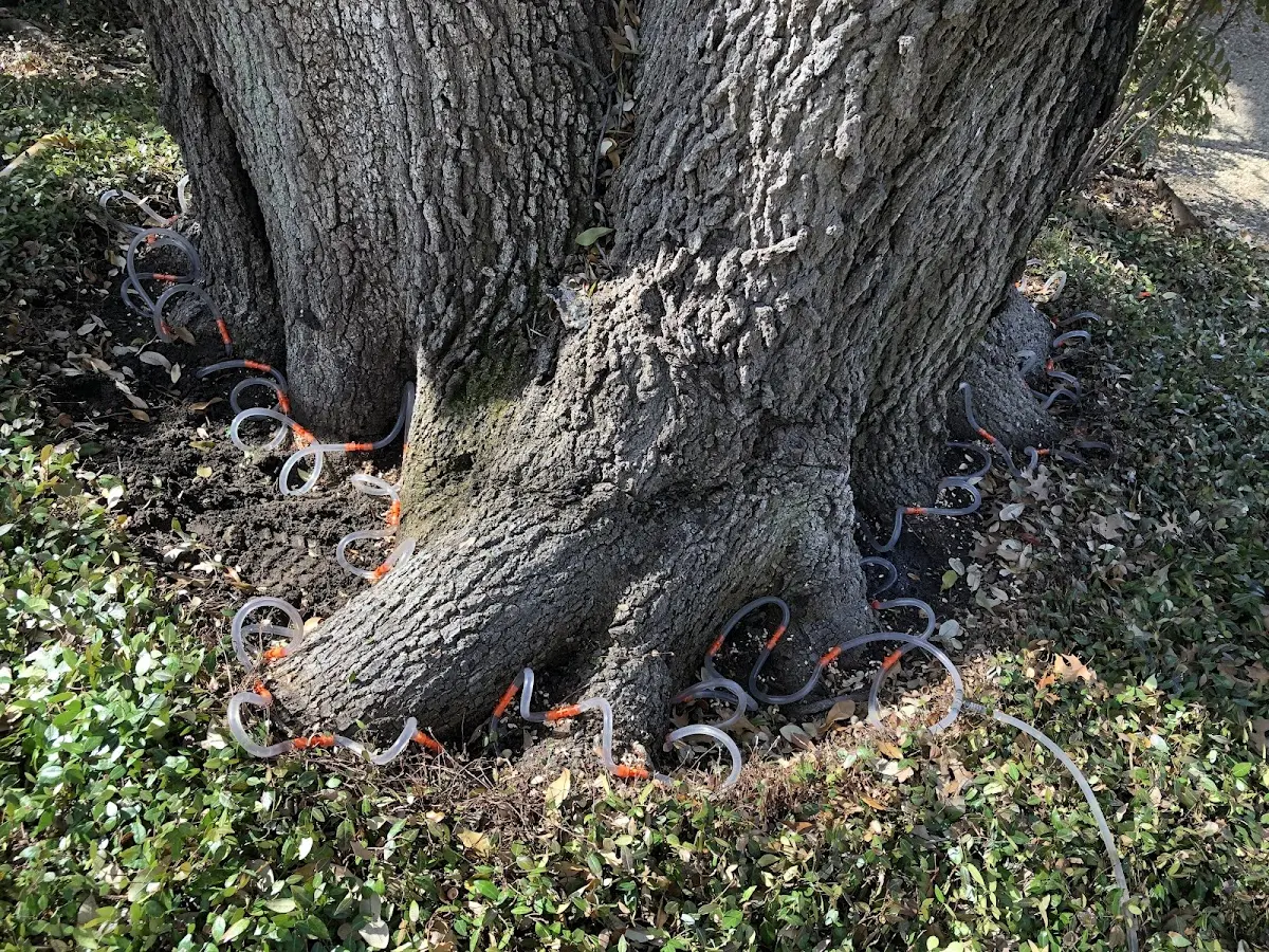 Detailed Tree Cabling and Bracing job site in Toronto